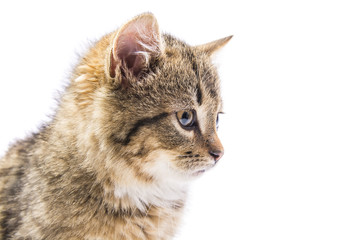 isolated frightened cat 