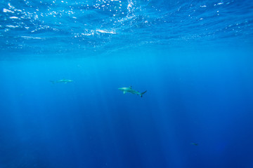 Obraz premium shark adventure