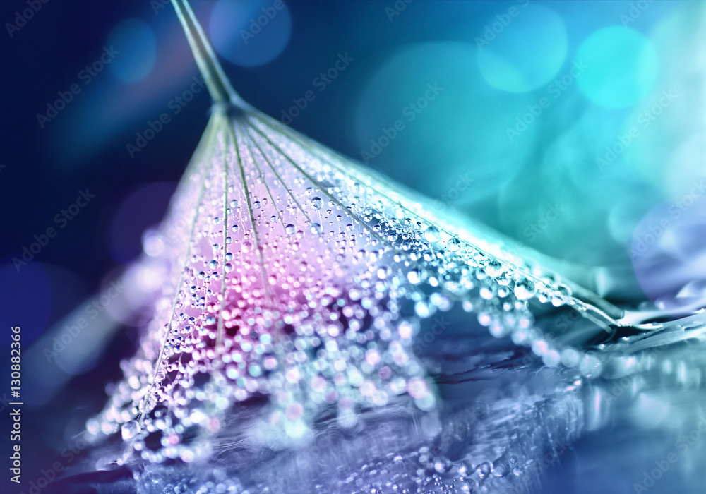 Poster flower dandelion seeds in drops dew rain sparkle in rays light close-up macro. abstract art backgrou