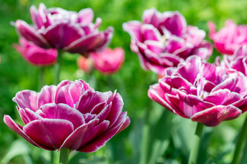 Fototapeta premium Flowers pink tulips in the garden