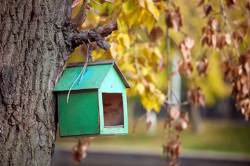 Wooden bird house of green color on the tree