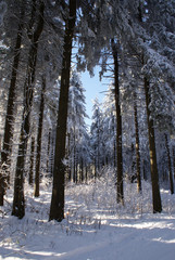winterlicher Wald