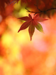 モミジ　紅葉　秋色