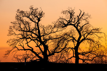 Trees after sunset