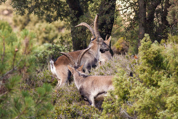 Cabras salvajes
