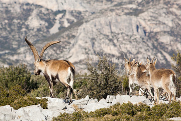 Cabras salvajes