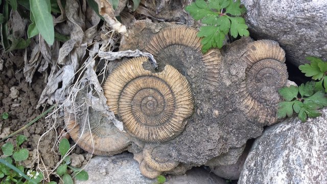 Fossilien