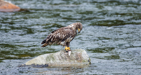 Eagle standing on a rock in the middle of the river and holding prey in its claws. Alaska. Katmai National Park. USA. An excellent illustration.