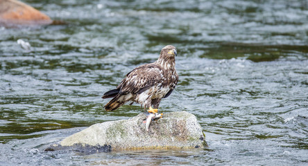 Eagle standing on a rock in the middle of the river and holding prey in its claws. Alaska. Katmai National Park. USA. An excellent illustration.