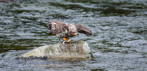 Eagle flies from stone with prey in its claws. Alaska. Katmai National Park. USA. An excellent illustration.