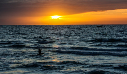 Pelican above water at sunset