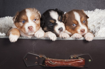 Tres cachorros de perro en una maleta