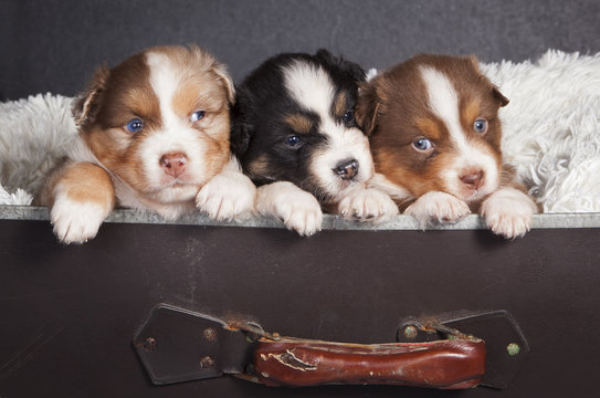 Tres cachorros de perro en una maleta
