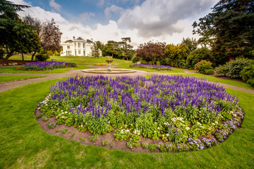 Obraz premium Lavender flowers in the Rookery