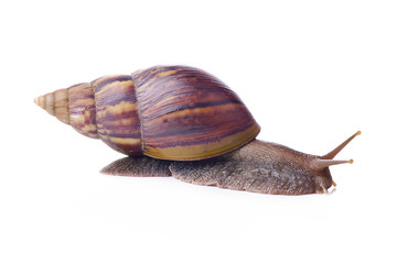 Snail isolated