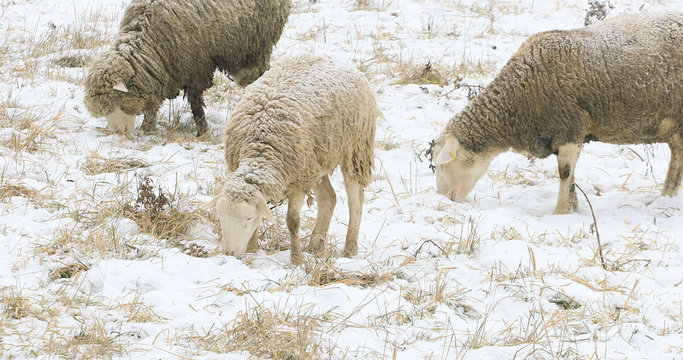 Sheep grazing in field in winter