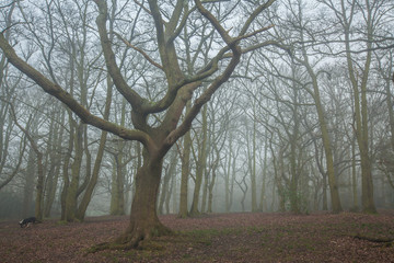 Obraz premium Misty forest in autumn