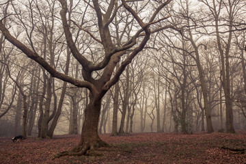Fototapeta premium Misty forest in autumn