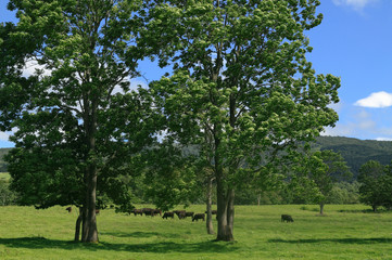 黒毛和牛の牧場