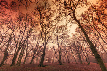 Fototapeta na wymiar Misty forest in autumn