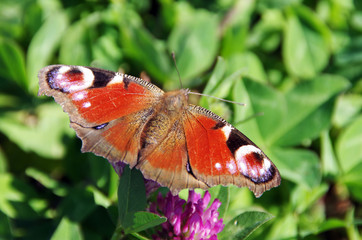 Motyl na łące