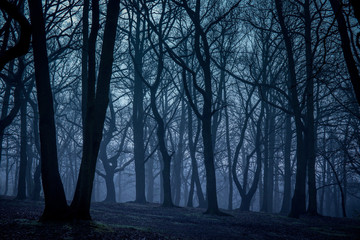 Misty forest in autumn