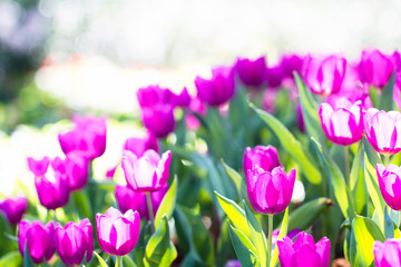 Beautiful Pink tulips in the garden