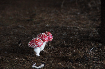 Muchomory w ciemnym lesie © Patdrig Torc