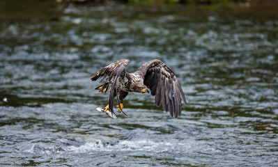 Eagle flying with prey in its claws. Alaska. Katmai National Park. USA. An excellent illustration.