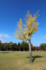Nara Autumn Foliage 3