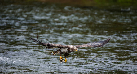 Eagle flying with prey in its claws. Alaska. Katmai National Park. USA. An excellent illustration.