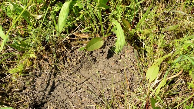 Flies circle above a cowpat in grass on a sunny day - closeup