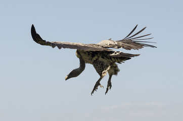 Vautour de Rüppell, Gyps rueppelli, Parc national du Serengeti, Tanzanie
