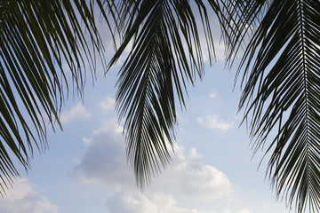 Palm leaves on a background of white clouds.