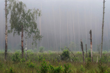 Tu też był las © Tomek Kiecana