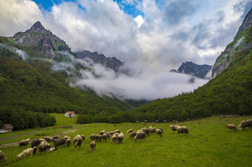 Fototapeta na wymiar meadows and pastures in the Alps of Albania, Montenegro