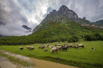 Fototapeta premium meadows and pastures in the Alps of Albania, Montenegro