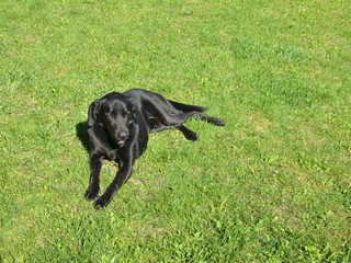 Adorable black dog lying on a green grass with woman's hand which cuddling his neck