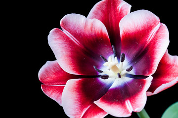 Beautiful tulip, red and white petals, macro image. Floral wallpaper