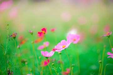 Beautiful pink flowers on green grass background.