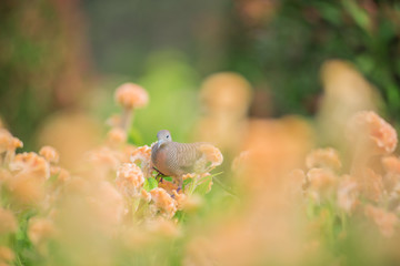 Bird with texture flower beautiful