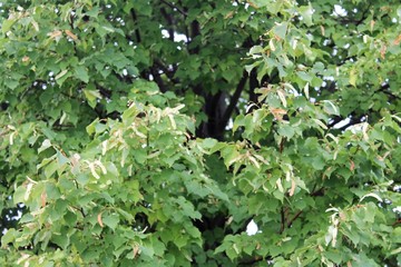 Plantes Urbaines