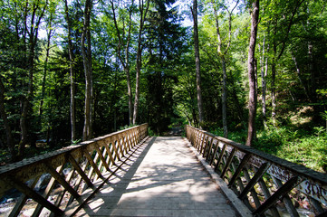 Obraz premium Forest in Borjomi Park, Borjomi, Georgia