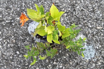 Plantes Urbaines