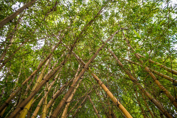 Obraz premium Looking up bamboo forest.
