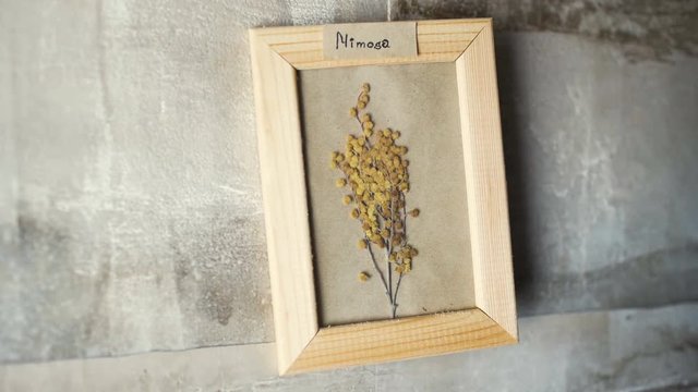 mimoza flowers in picture frame on wall