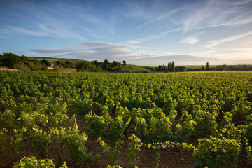 Vignoble en Bourgogne