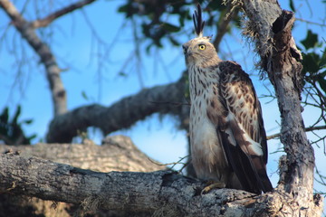Changeable hawk-eagle
