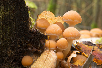 Young Mushrooms groing on a dead tree in a Dutch forrest