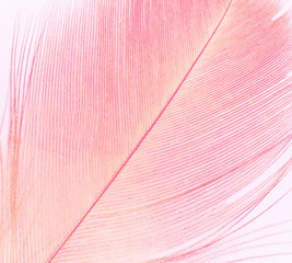 Red color trends feather texture background